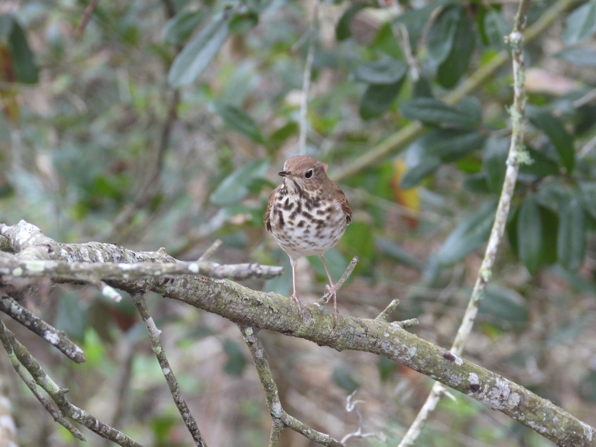 Hermit Thrush - ML652088402
