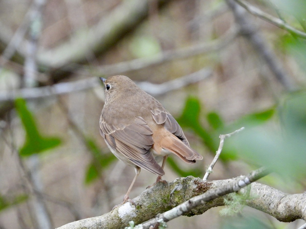 Hermit Thrush - ML652088403