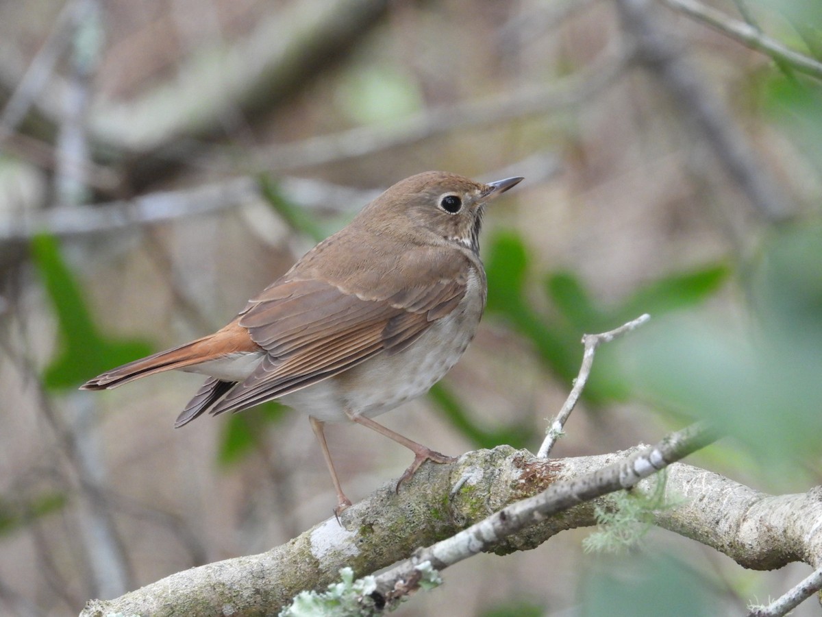 Hermit Thrush - ML652088404