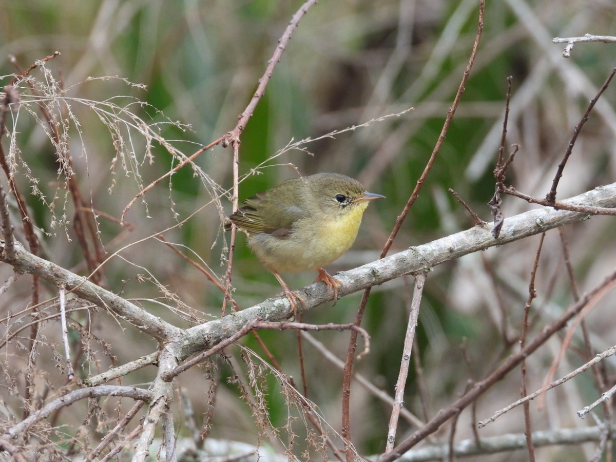 Common Yellowthroat - ML652088447