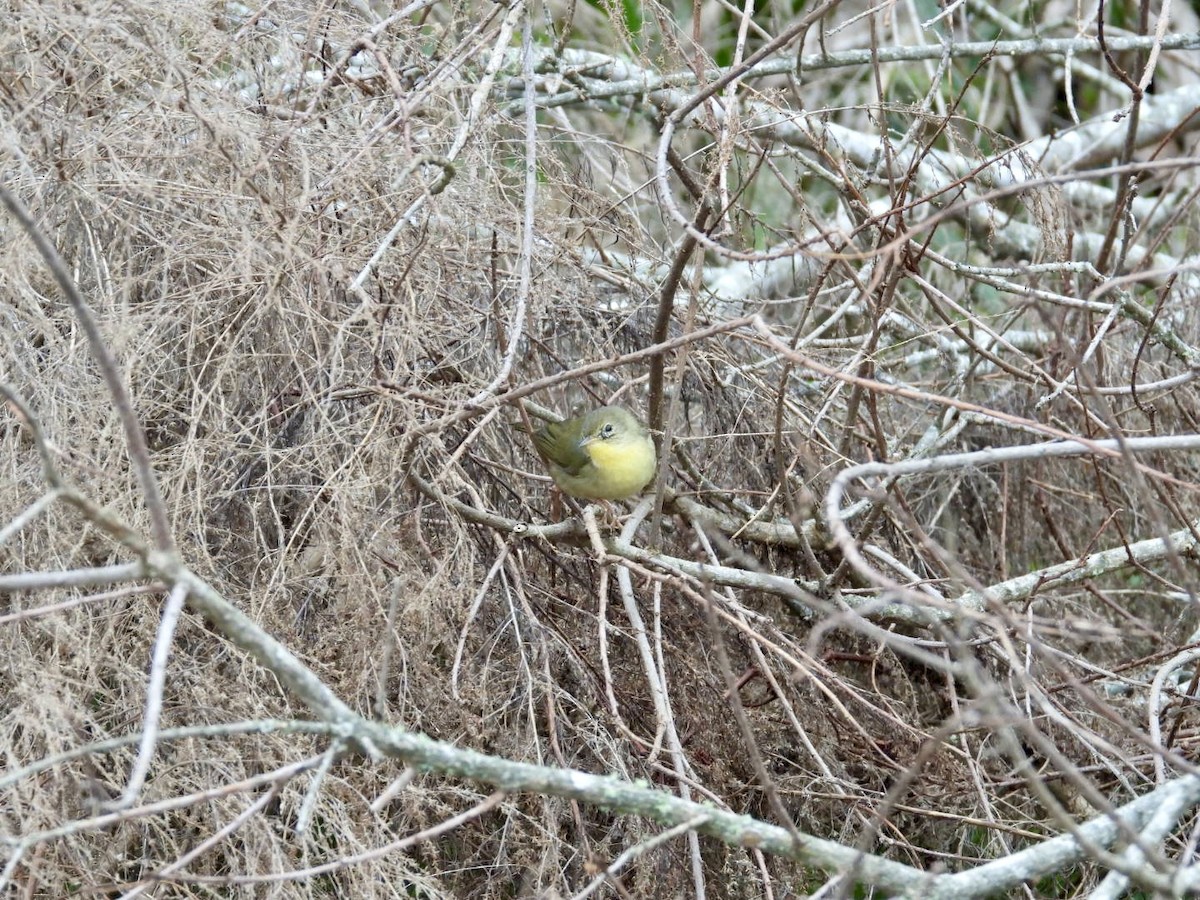 Common Yellowthroat - ML652088448