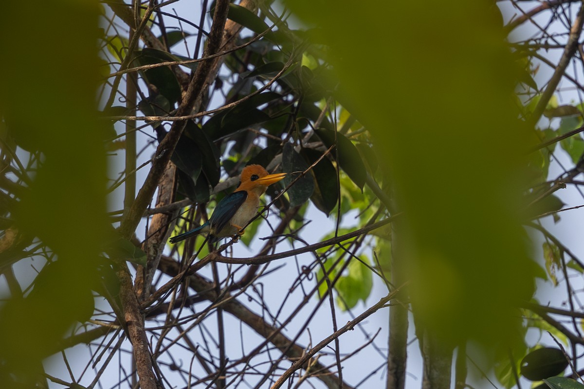 Yellow-billed Kingfisher - ML652088758