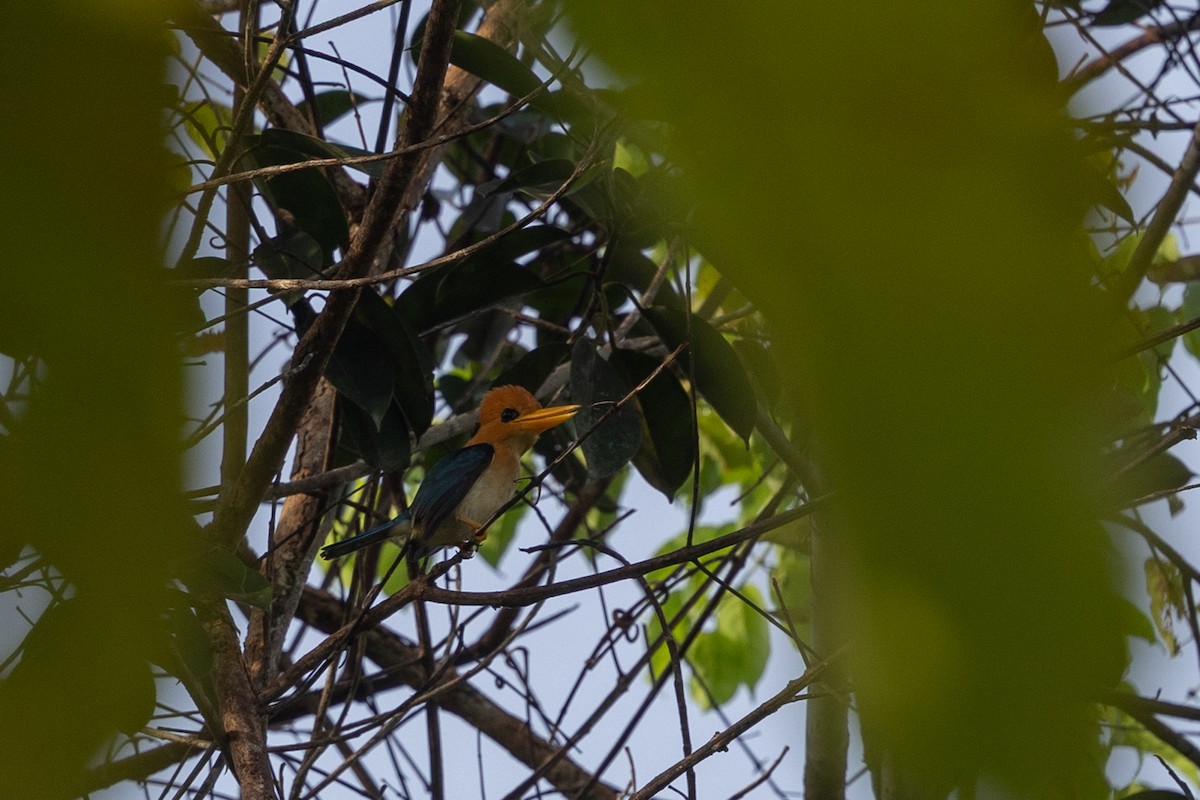 Yellow-billed Kingfisher - ML652088759