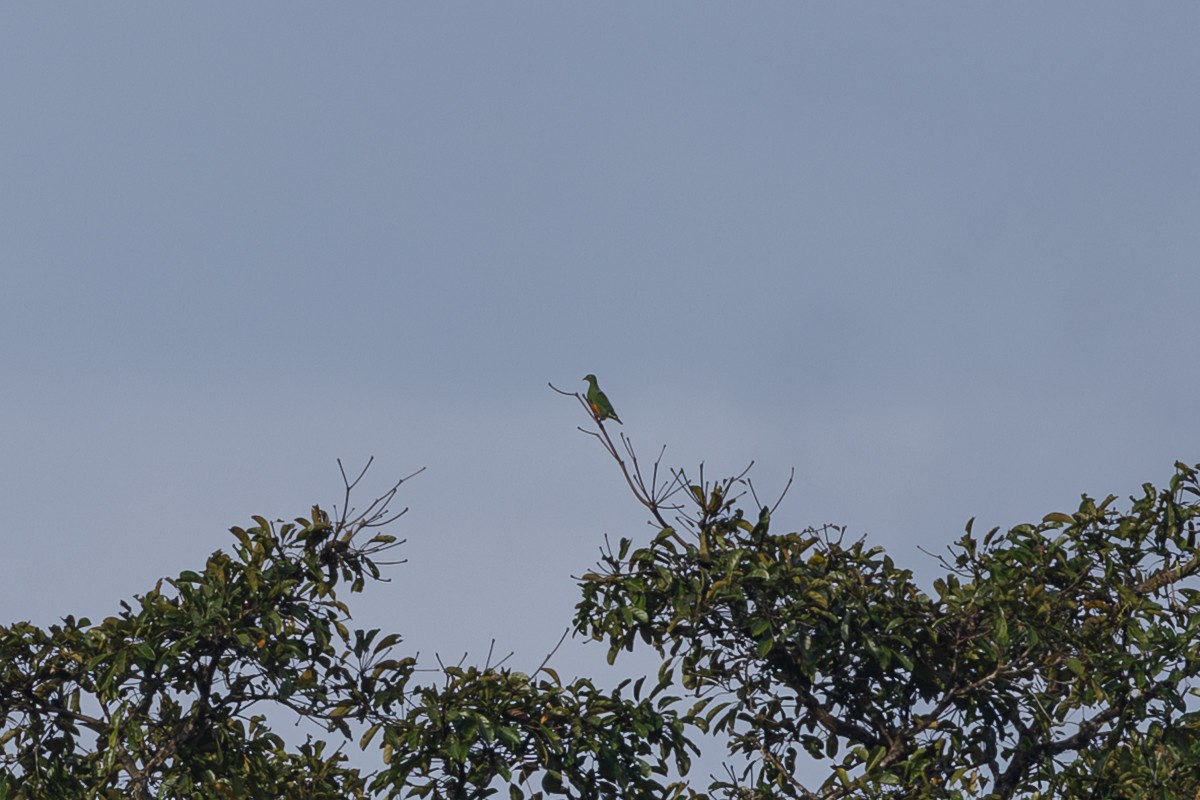 Orange-bellied Fruit-Dove - ML652088792
