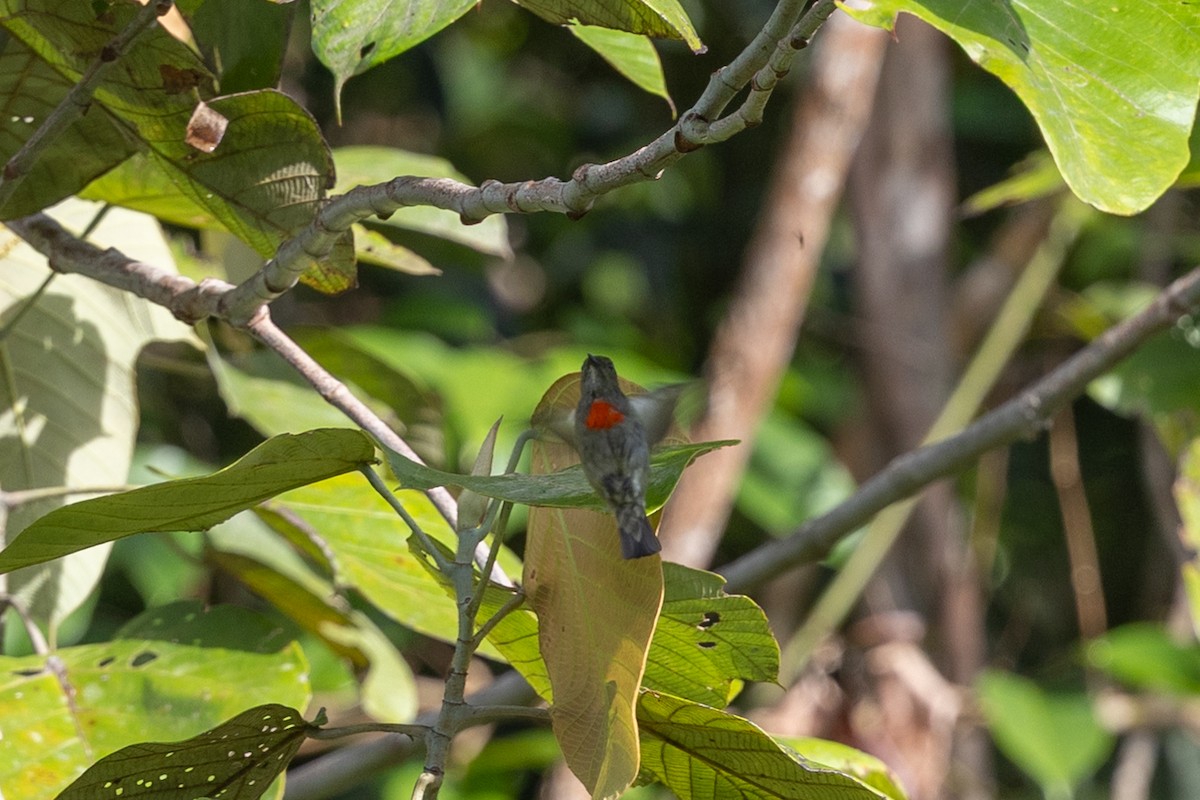 Olive-crowned Flowerpecker - ML652088807