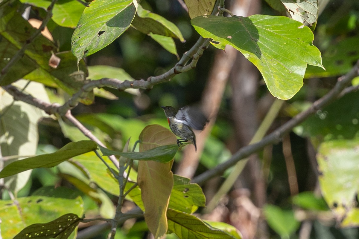 Olive-crowned Flowerpecker - ML652088808