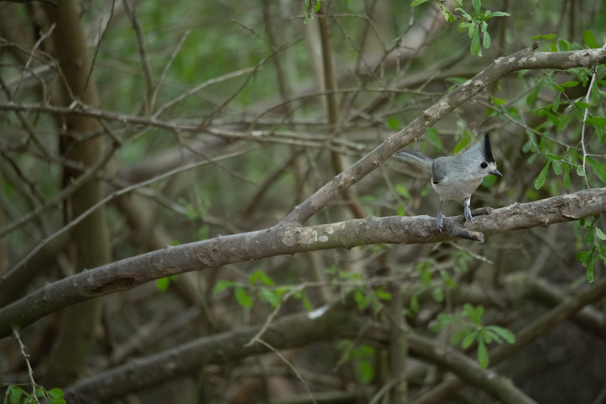 Синиця чорночуба - ML652088813