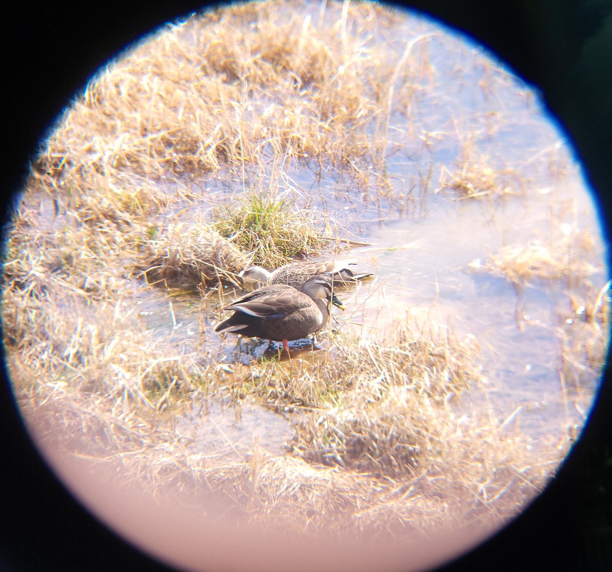 흰뺨검둥오리 - ML652088815