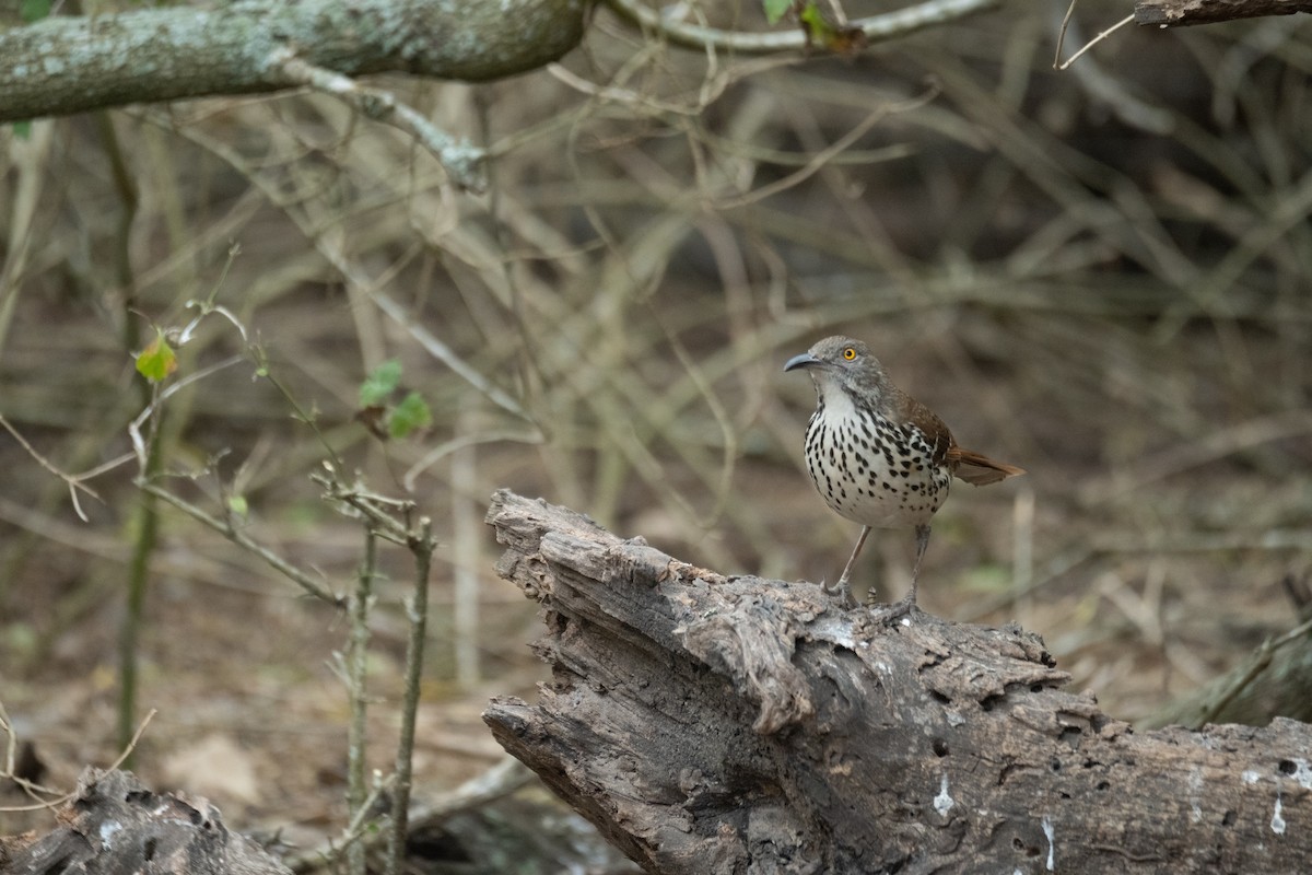 Тремблер рудий - ML652088818