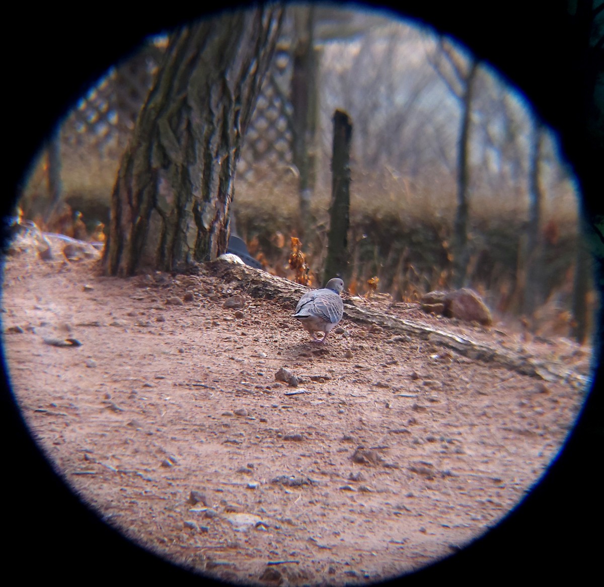 멧비둘기 - ML652088819