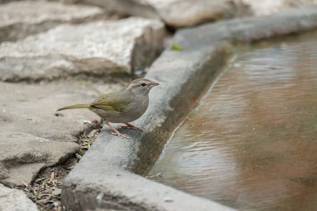 Риджвея оливкова - ML652088824