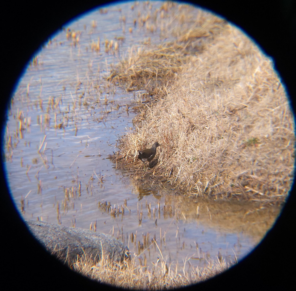 쇠물닭 - ML652088833