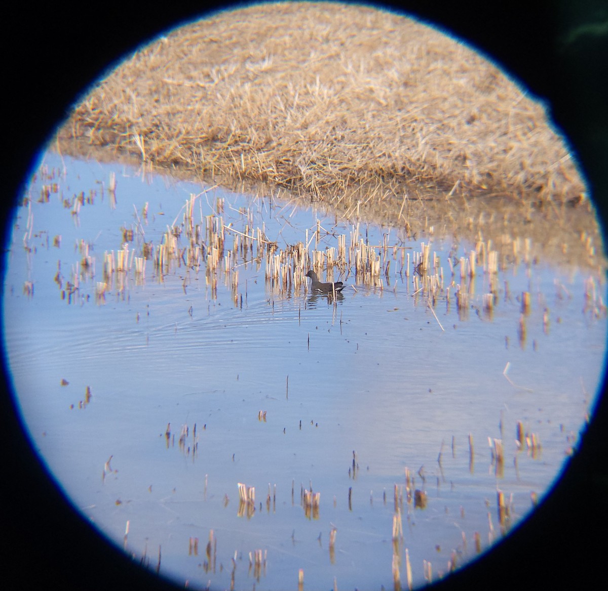 쇠물닭 - ML652088834