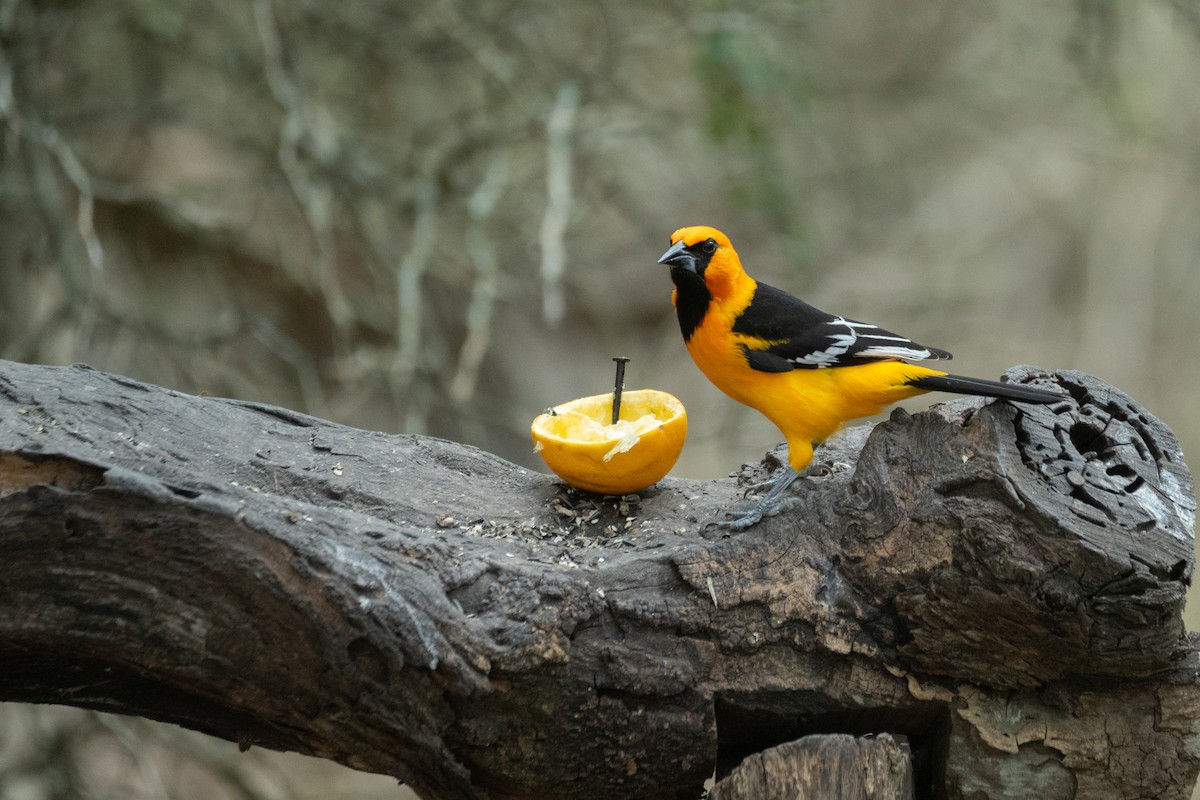 Трупіал чорноволий - ML652088835