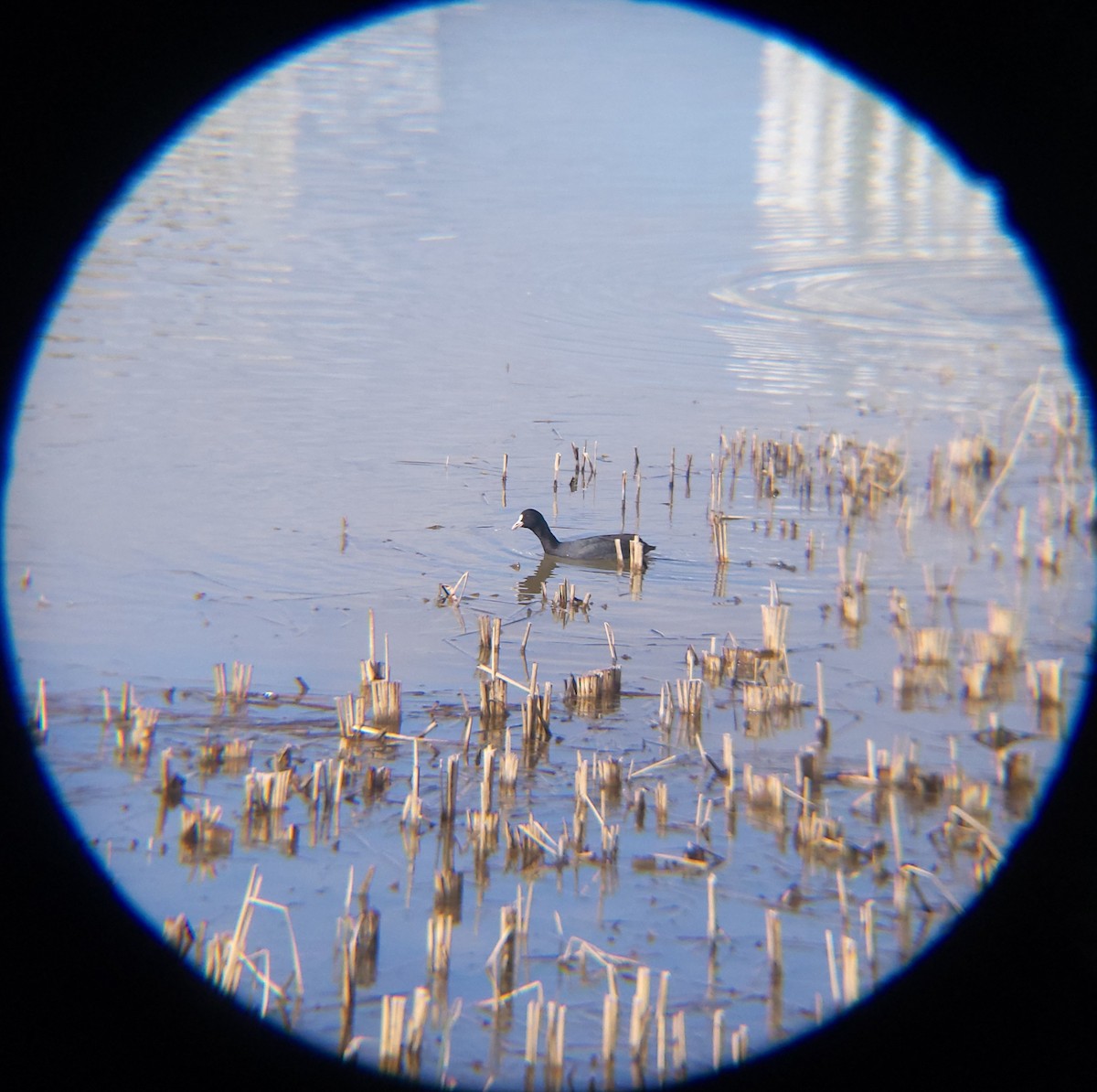 물닭 - ML652088845