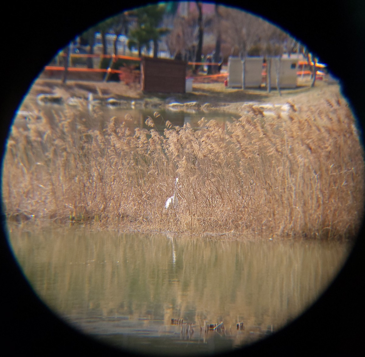 중대백로 - ML652088854