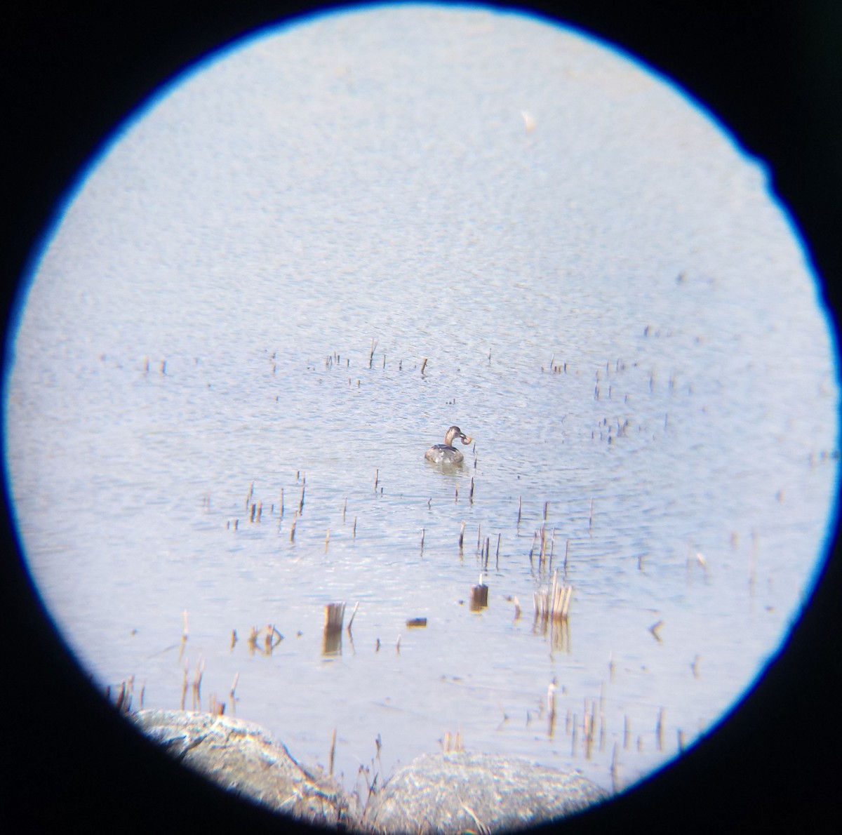 논병아리 - ML652088865