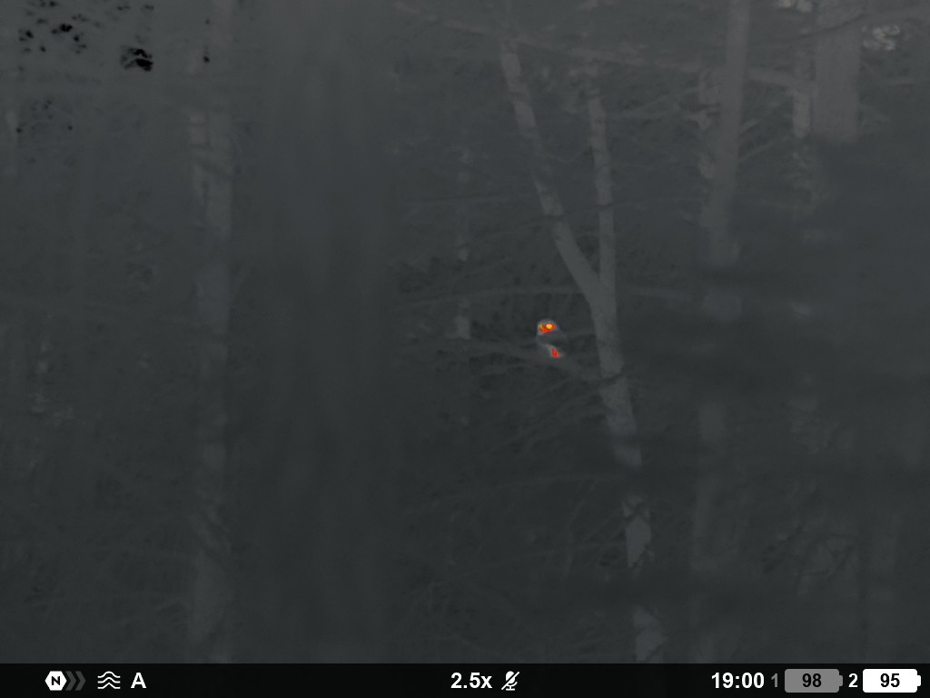 Western Screech-Owl - ML652088904