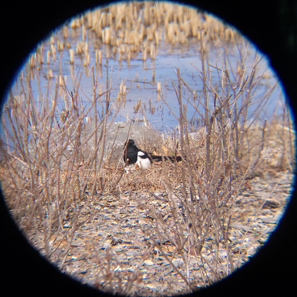 까치 - ML652088943