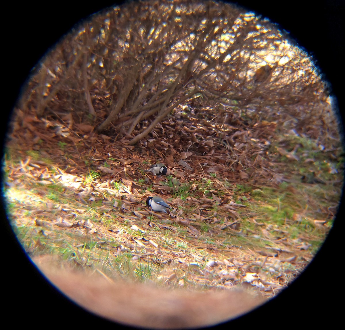 박새 - ML652088959