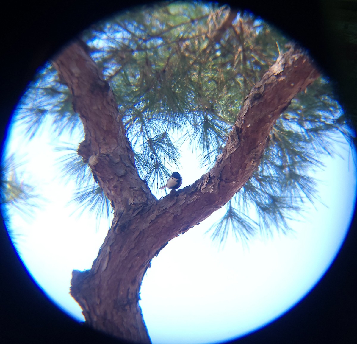 박새 - ML652088960