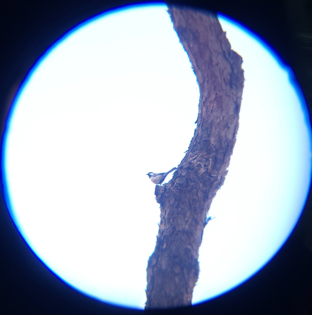 박새 - ML652088961