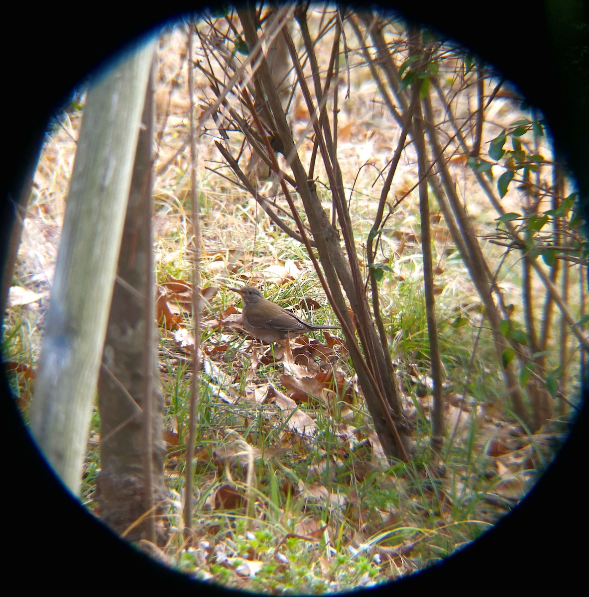 흰배지빠귀 - ML652088973