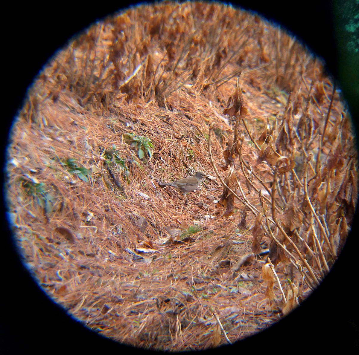 흰배지빠귀 - ML652088974