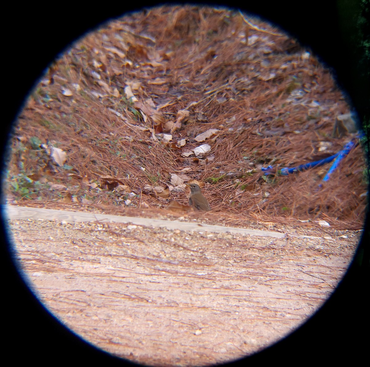 흰배지빠귀 - ML652088975