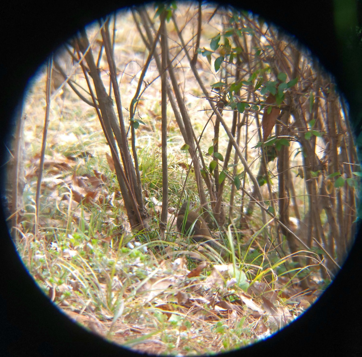 흰배지빠귀 - ML652088977