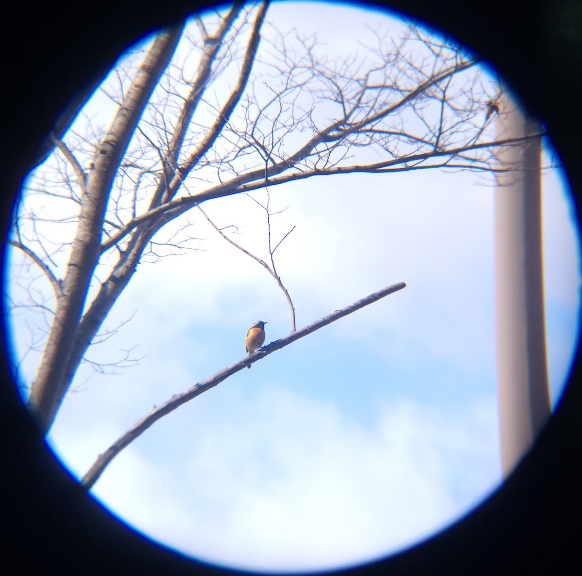 딱새 - ML652088986