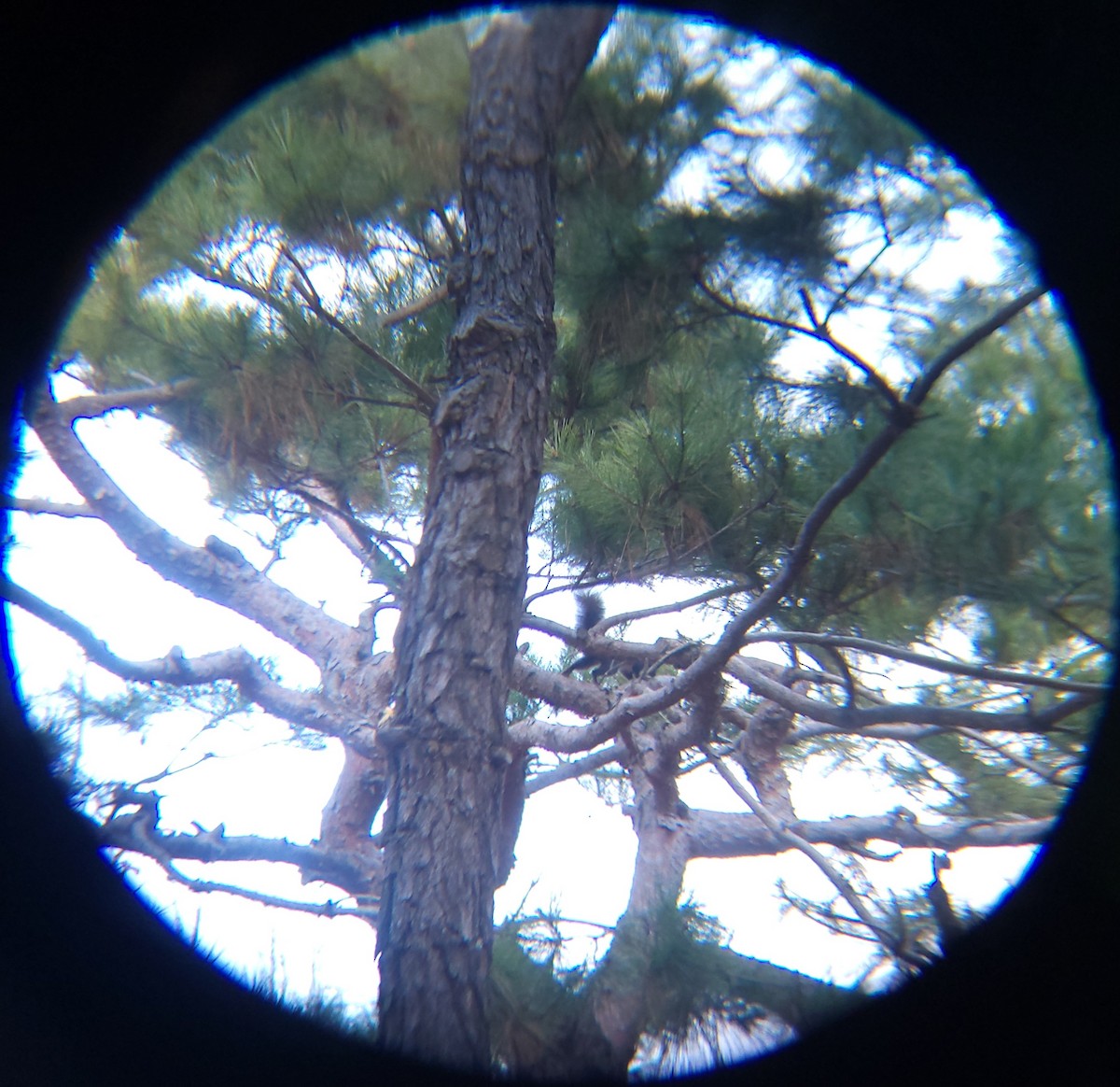 Eurasian Red Squirrel - ML652089156