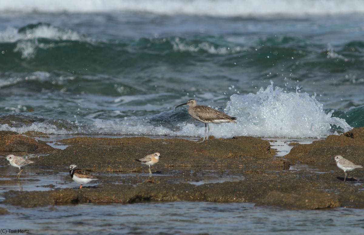 Courlis corlieu - ML652089692