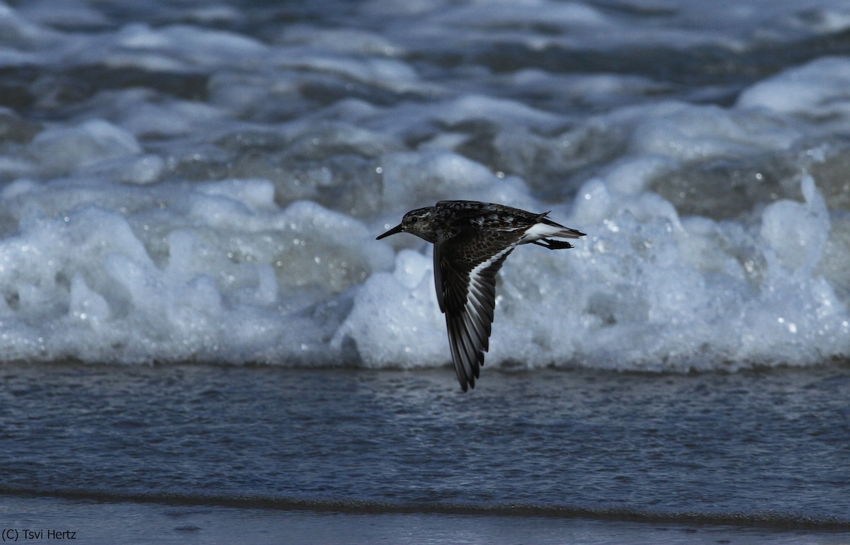 Bécasseau sanderling - ML652089697