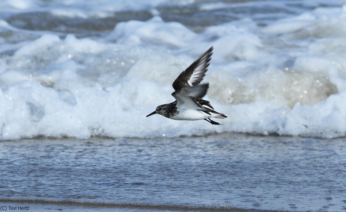 Bécasseau sanderling - ML652089698