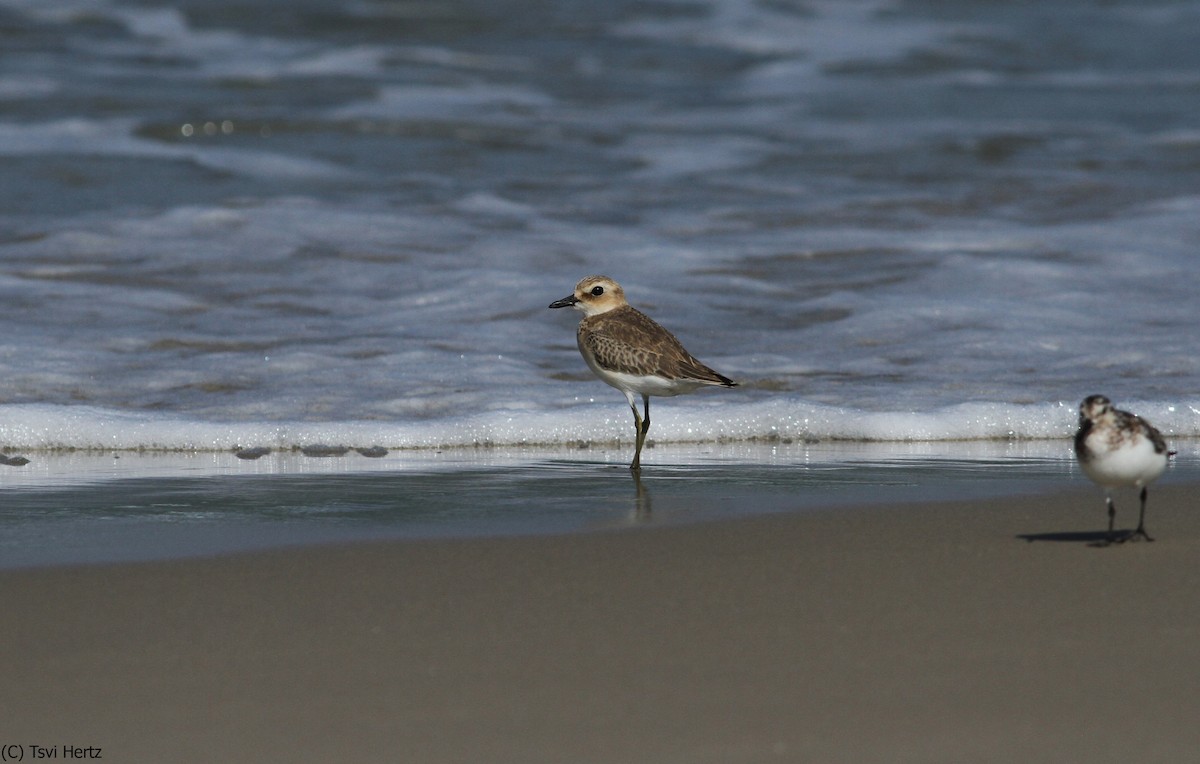 Bécasseau sanderling - ML652089699