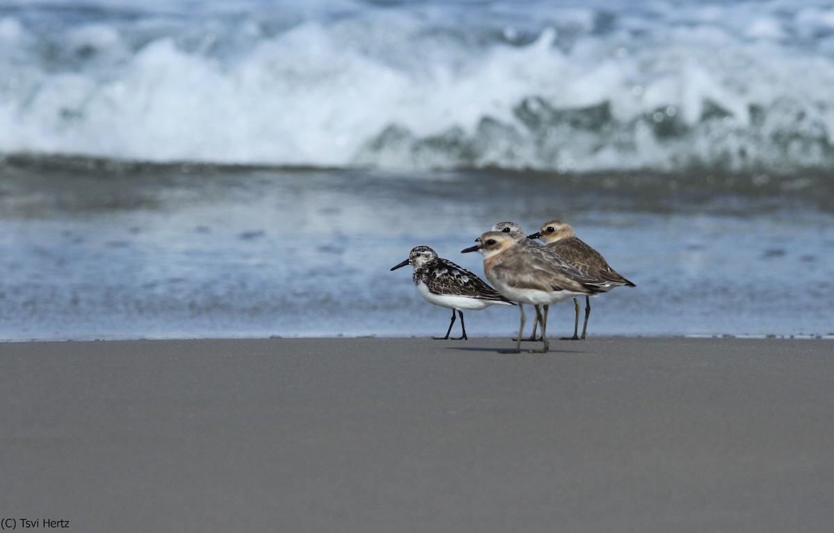 Bécasseau sanderling - ML652089700