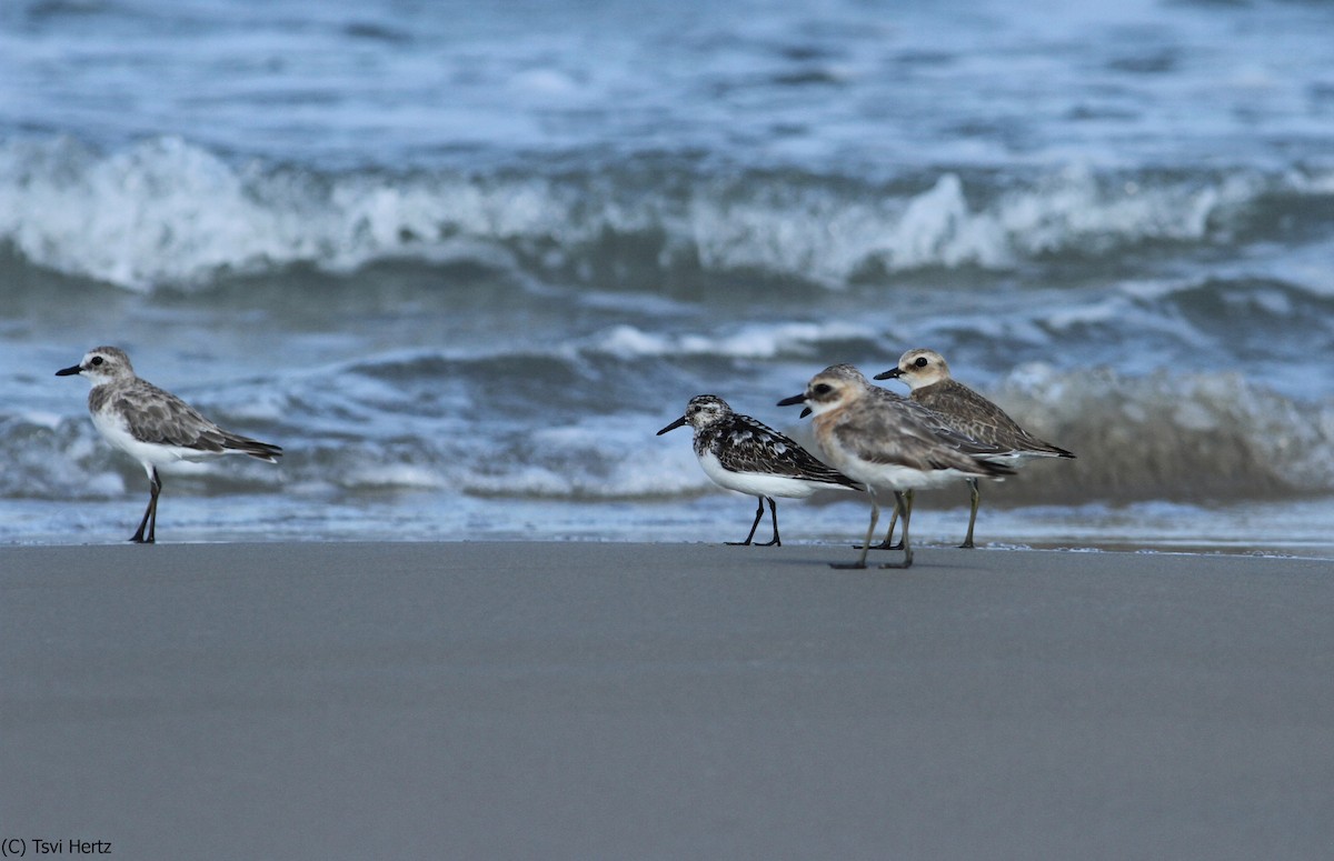 Bécasseau sanderling - ML652089701