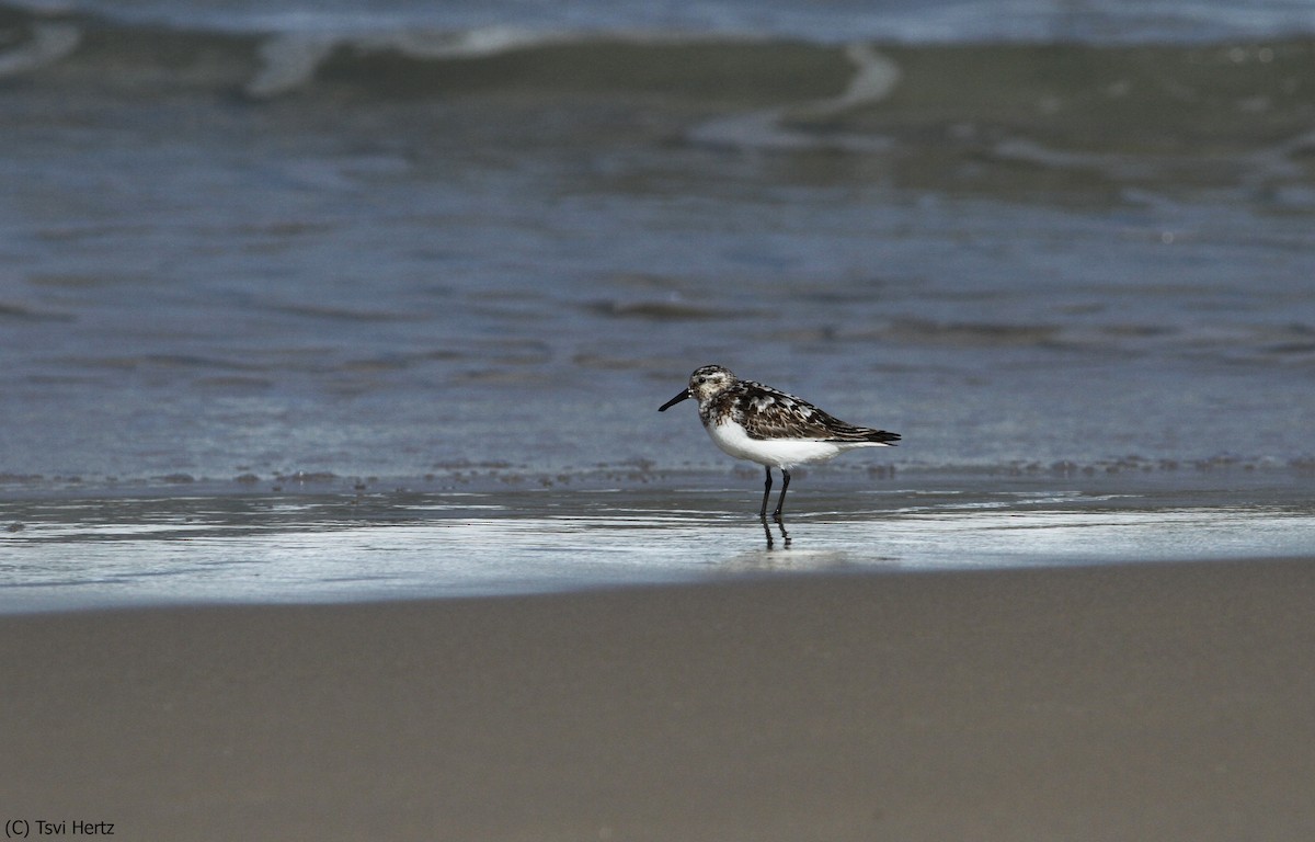 Bécasseau sanderling - ML652089702