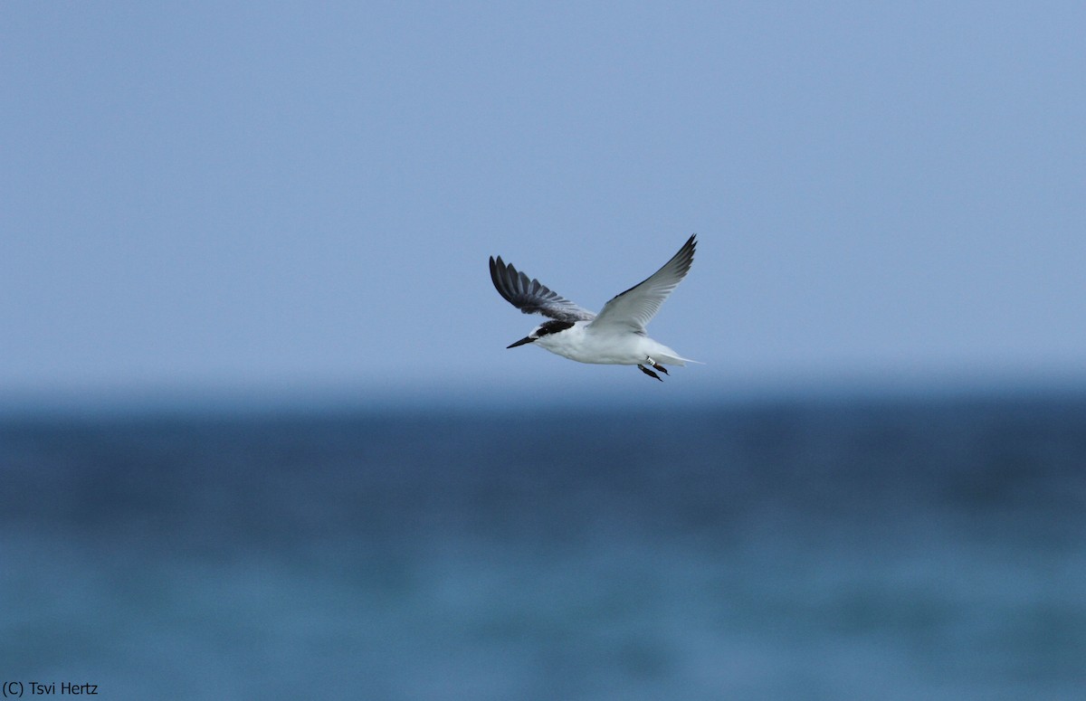 Sterne naine - ML652089708