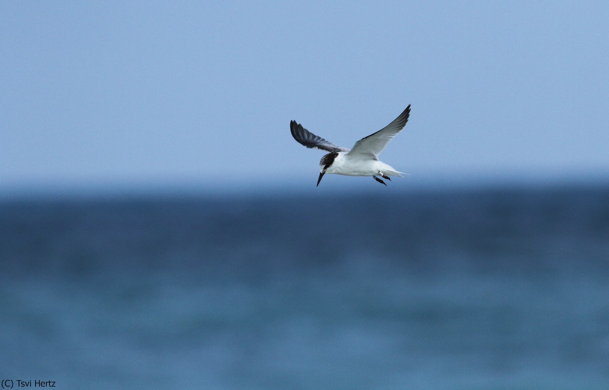 Sterne naine - ML652089709