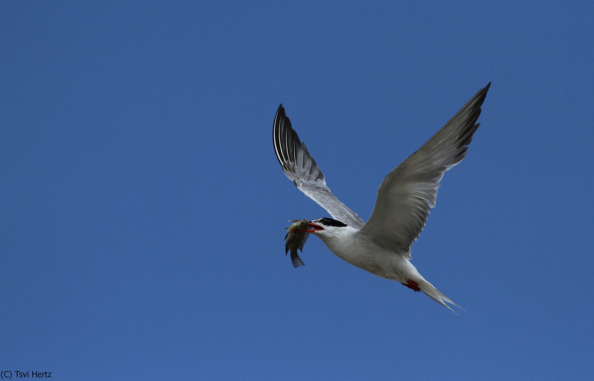 Sterne pierregarin - ML652089714