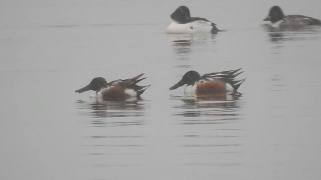 lžičák pestrý - ML652090034