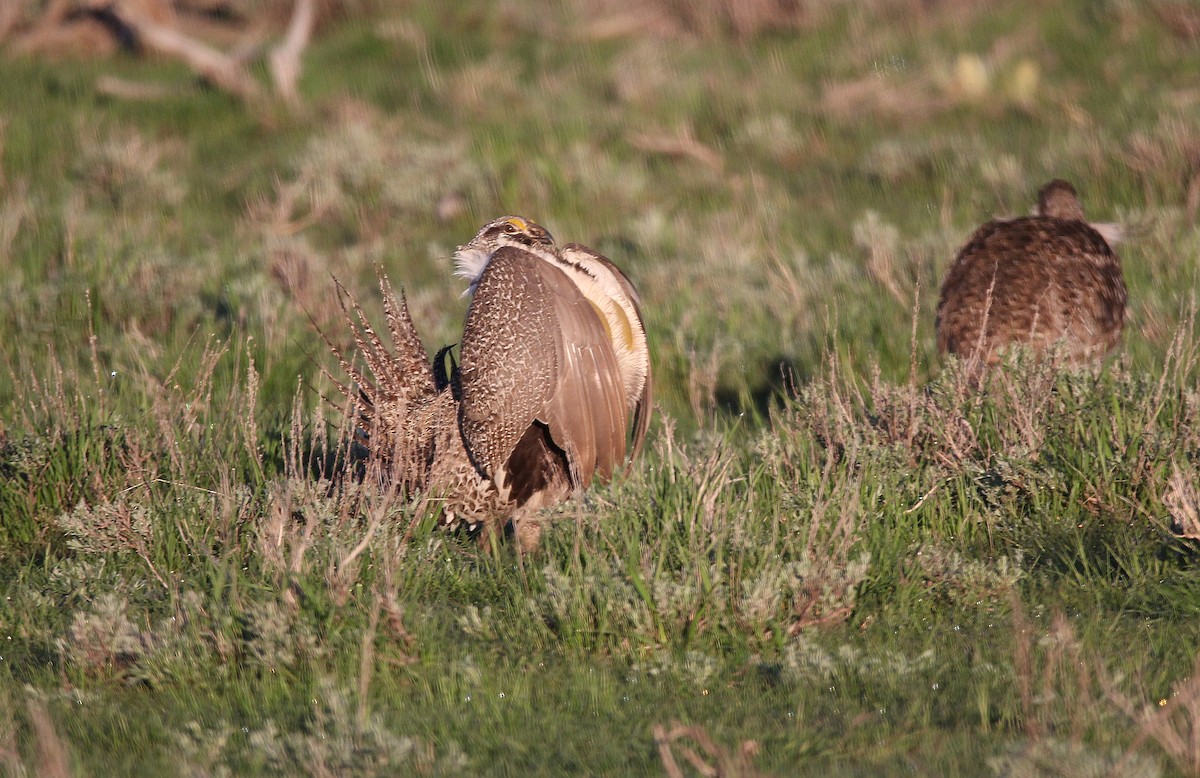tetřívek pelyňkový - ML652090185