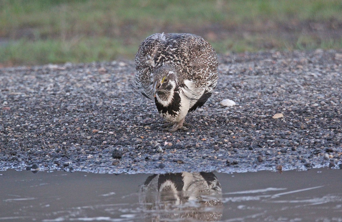 tetřívek pelyňkový - ML652090186