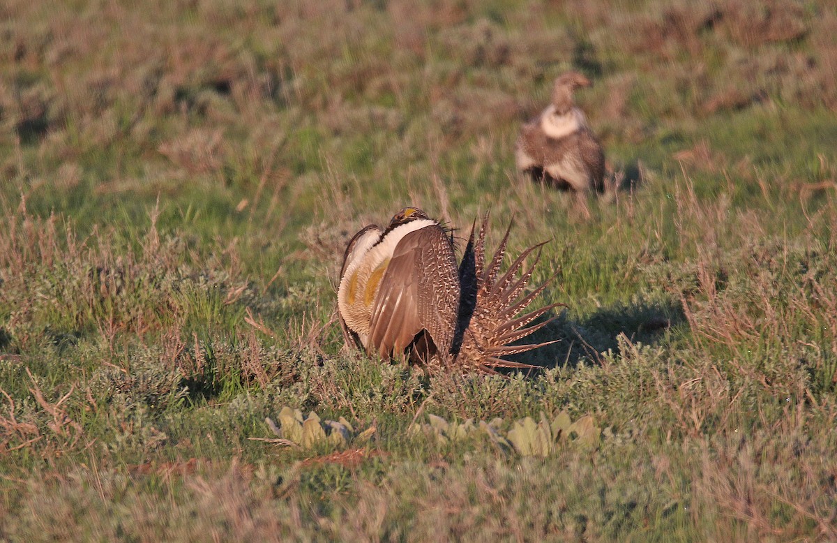 tetřívek pelyňkový - ML652090188