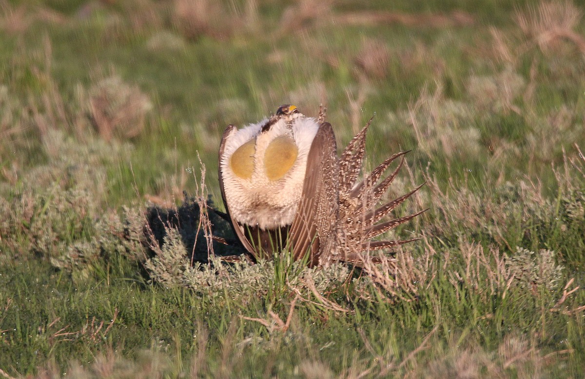 tetřívek pelyňkový - ML652090189