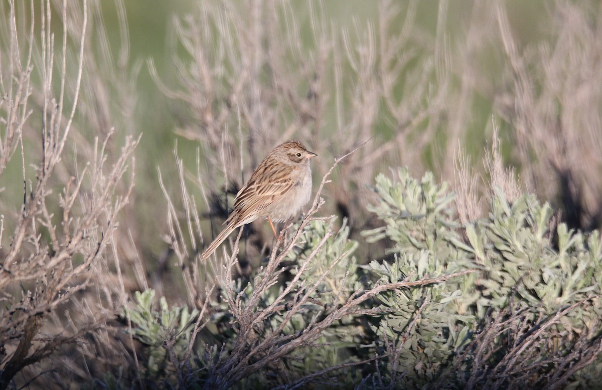 Brewer's Sparrow - ML652090196