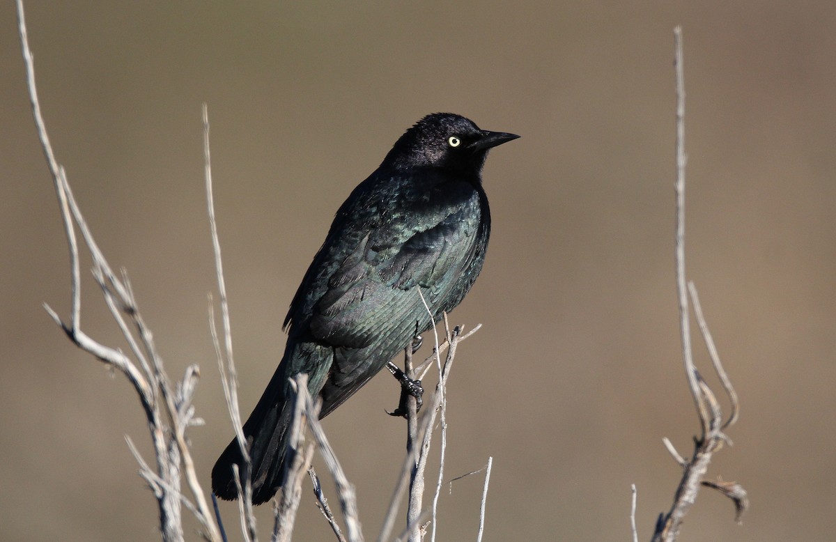 Brewer's Blackbird - ML652090206