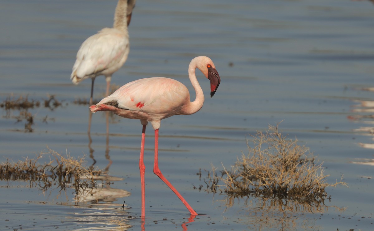 Lesser Flamingo - ML652090303